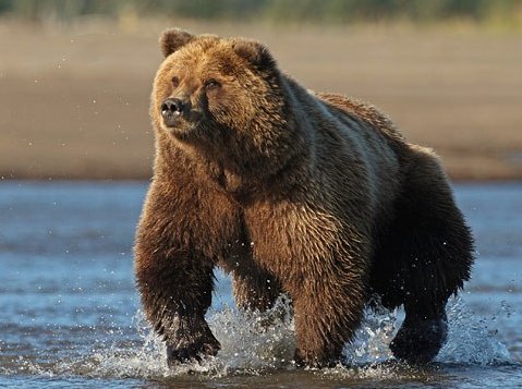 Kodiak bear portrait