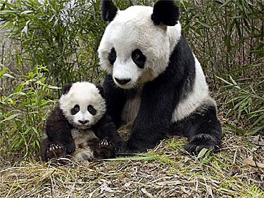 Panda Bear Mother & Cub