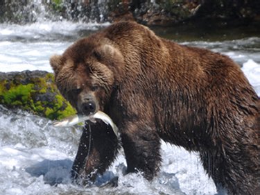 Alaskan Grizzly Bear fishing