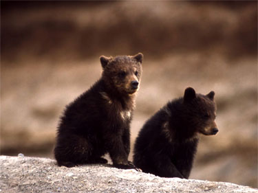 grizzly cubs