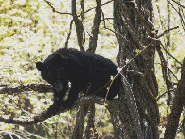 Japanese Black Bear in Tree