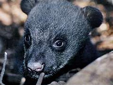 Japanese Black Cub