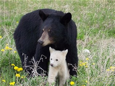 Kermode Mother and Cub