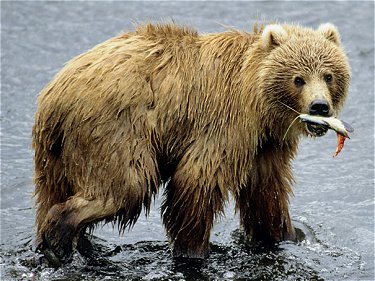 Kodiak bear fishing