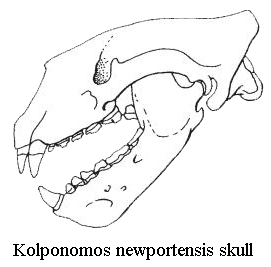 Kolponomos Skull