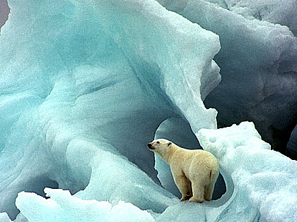 Polar Bear on Glacier