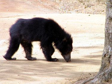 Sloth Bear - Melursus ursinus inornatus