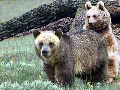 Syrian Brown Bears